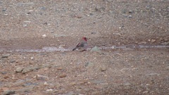 Carpodacus rubicilloides