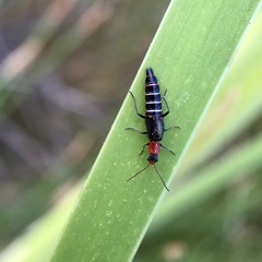 Carphurus angustatus