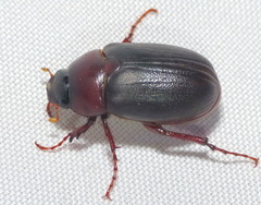 Phyllophaga prununculina