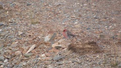 Carpodacus rubicilloides