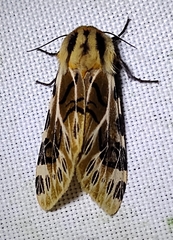 Hypercompe nemophila