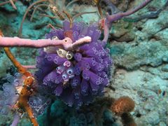 Clavelina puertosecensis