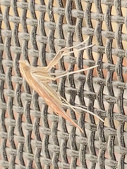 Antigastra catalaunalis