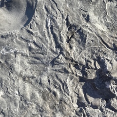 Chondrites