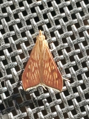 Antigastra catalaunalis