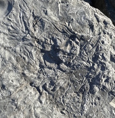 Chondrites