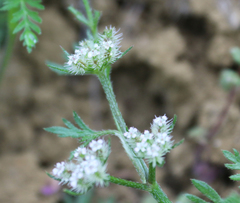 Torilis leptophylla