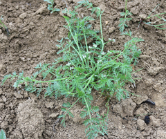 Torilis leptophylla