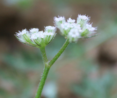Torilis leptophylla