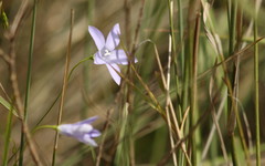 Wahlenbergia graniticola