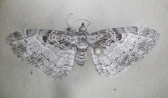 Eupithecia mutata