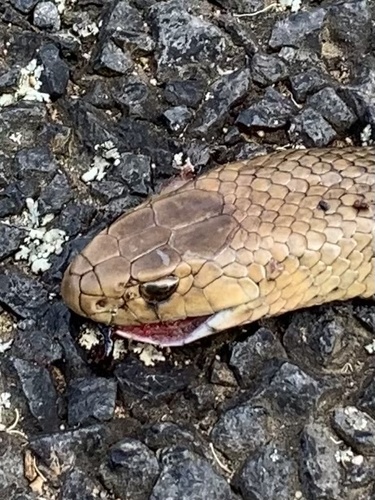 Eastern Brown Snake sighting