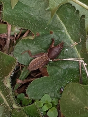 Neoscapteriscus borellii