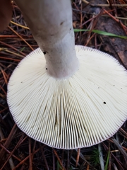 Russula murrillii