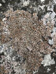 Psora pseudorussellii