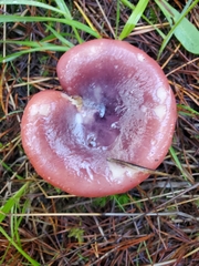 Russula murrillii