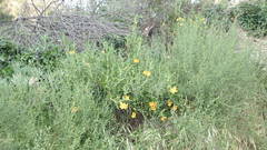 Diplacus longiflorus