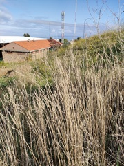 Agrostis exarata