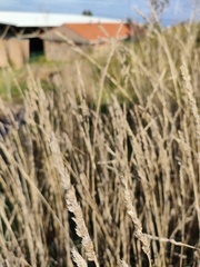 Agrostis exarata
