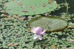 Victoria amazonica