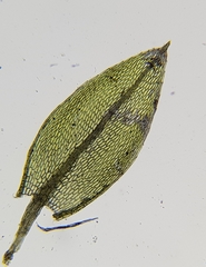Ptychostomum rubens