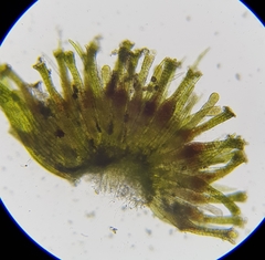 Ptychostomum rubens