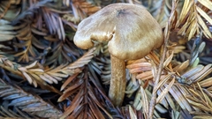 Entoloma cystomarginatum