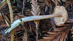 Entoloma cystomarginatum