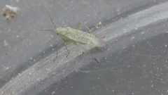 Orthotylinae