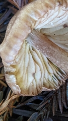 Entoloma cystomarginatum