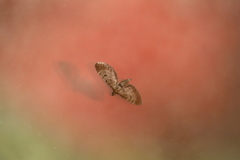 Eupithecia intricata
