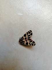 Apantesis incorrupta