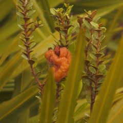 Exobasidium ferrugineae