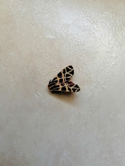 Apantesis incorrupta