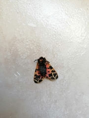 Apantesis incorrupta