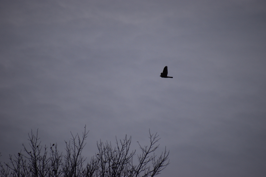 Cooper's Hawk from Algonquin, IL, USA on December 17, 2021 at 0459 PM by Dave1682 · iNaturalist