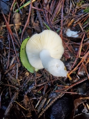 Russula stuntzii