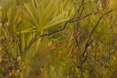 Exobasidium ferrugineae