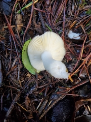 Russula stuntzii
