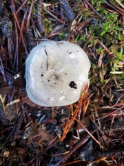 Russula stuntzii