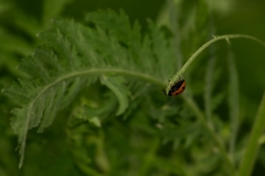 Coccinella septempunctata