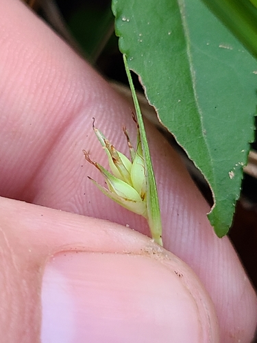 Image of Carex basiantha by (c) Jeff Wilson, some rights reserved (CC BY)