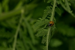 Coccinella septempunctata