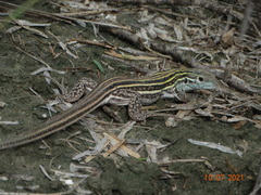 Aspidoscelis laredoensis