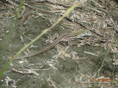 Aspidoscelis laredoensis