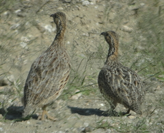 Scleroptila gutturalis