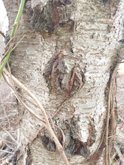 Neonectria ditissima