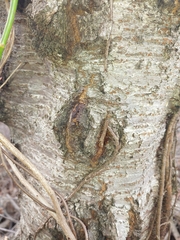 Neonectria ditissima