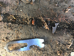 Parcoblatta americana