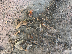 Parcoblatta americana